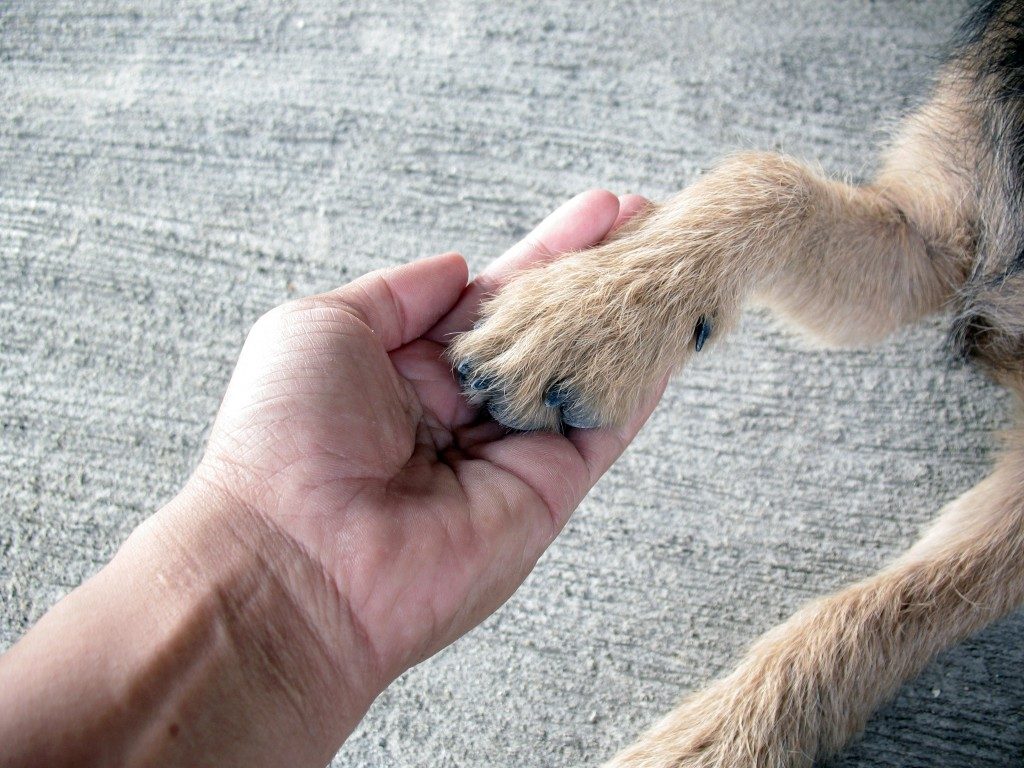 a dog's paw
