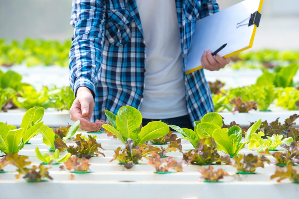 planting veggies in a greenhouse