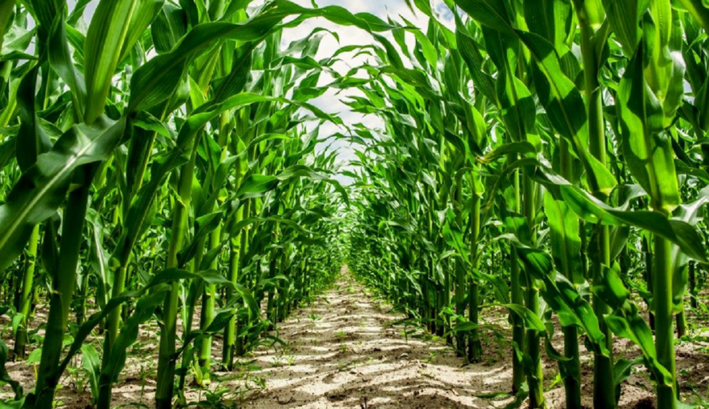 High corn crops in a farm