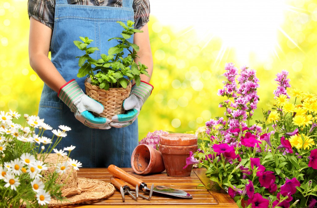 gardener holding a potted plant