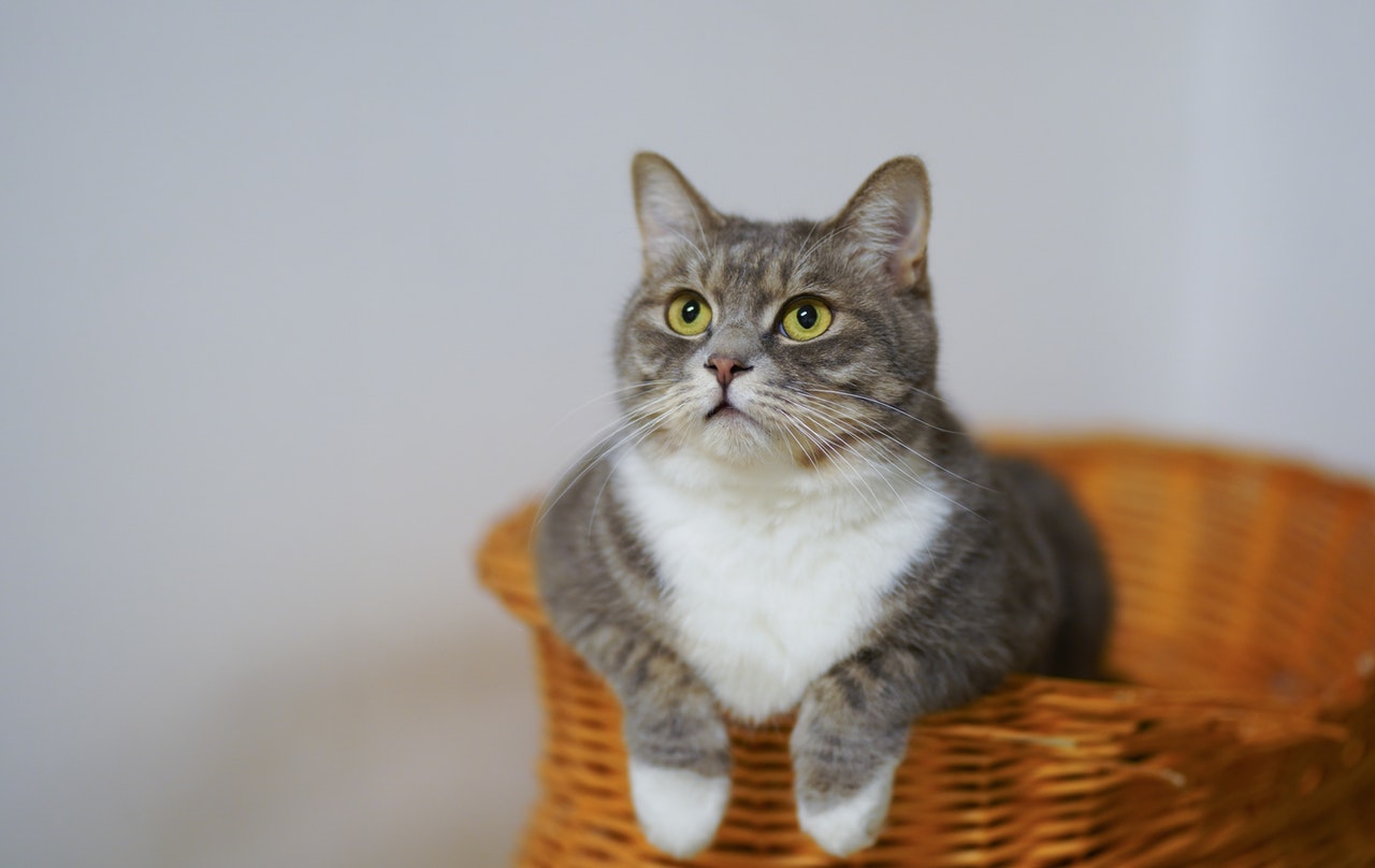 cat on a basket