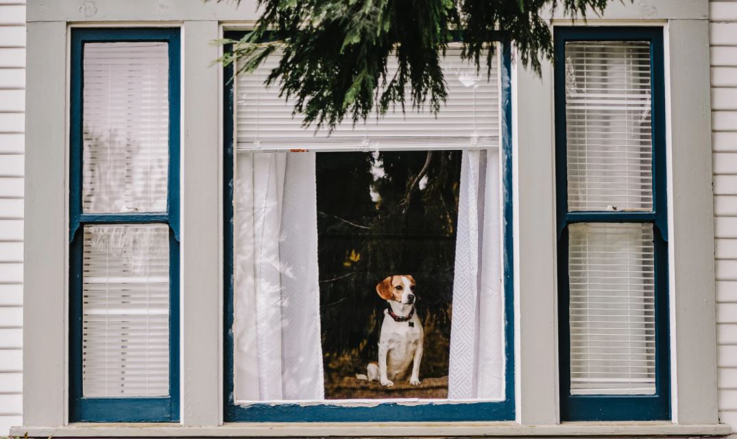 window-and-dog