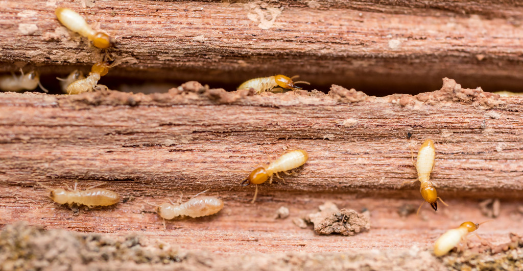 termite infestation